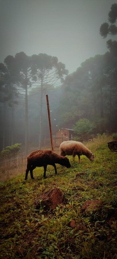 Estancia Las Araucarias Canela Luaran gambar